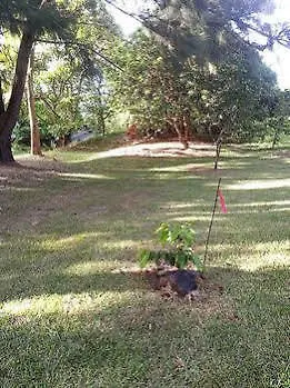 Hotel Hale Kukui Orchard & Cottages Honokaa