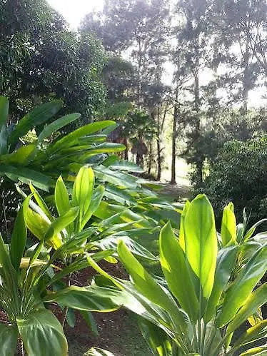 *** Hotel Hale Kukui Orchard & Cottages Honokaa USA