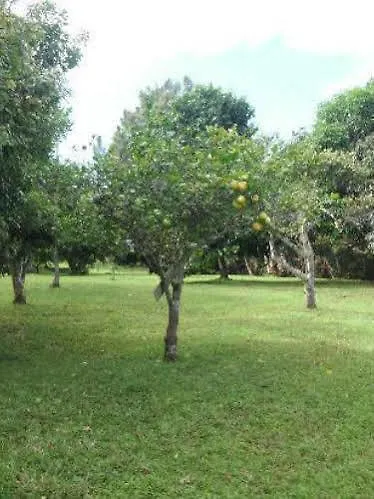 מלון Honokaa Hale Kukui Orchard & Cottages